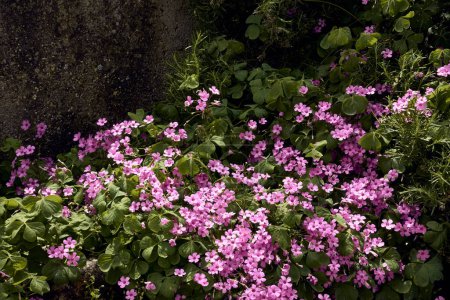 Foto de Romero (Salvia rosmarinus) y trébol gigante (Trifolium, Oxalis articulata) en el patio de una casa de pueblo. Plan de detalle. - Imagen libre de derechos