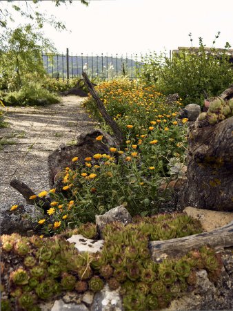 Téléchargez les photos : Marigold (Calendula officinalis), lis (Iris) et immortelles (Sempervivum) dans le patio d'une maison de ville. Plan détaillé en jardinière en pierre avec ornement antique. - en image libre de droit