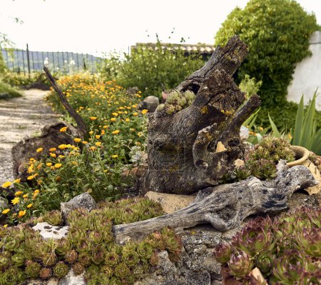 Trunk with lichens. Marigolds (Calendula officinalis), lilies (Iris) and immortelles (Sempervivum) in the patio of a town house. Detail plan in stone planter with antique ornament.