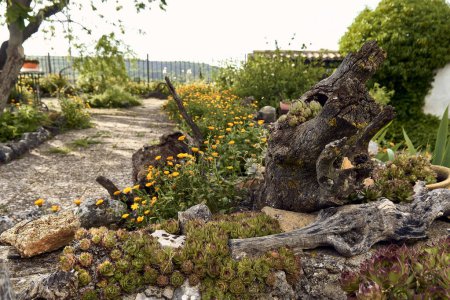 Téléchargez les photos : Coffre avec lichens dans un patio. Marigold (Calendula officinalis), lis (Iris) et immortelles (Sempervivum) dans le patio d'une maison de ville. Plan détaillé en jardinière en pierre avec ornement antique. - en image libre de droit