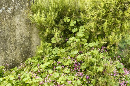 Foto de Naturaleza muerta con trébol gigante (Trifolium, Oxalis articulata) en flor, romero (Salvia rosmarinus), y textura de liquen en el fondo. - Imagen libre de derechos