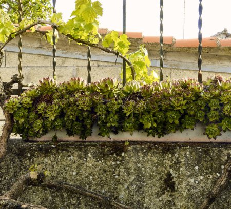 Foto de Bodegón natural con vid (Vitis vinifera), inmortelle (Sempervivum) y textura de liquen en el fondo. - Imagen libre de derechos