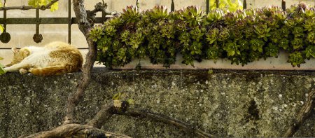 Téléchargez les photos : Nature morte naturelle avec de la vigne (Vitis vinifera), immortelle (Sempervivum), une texture de chat et de lichen en arrière-plan. - en image libre de droit