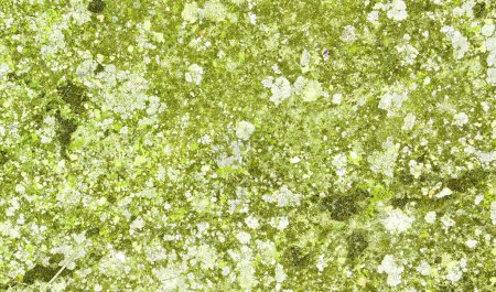 Téléchargez les photos : Sol avec mousse, lichens et autres matières organiques. - en image libre de droit