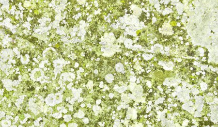 Téléchargez les photos : Sol avec mousse, lichens et autres matières organiques. - en image libre de droit