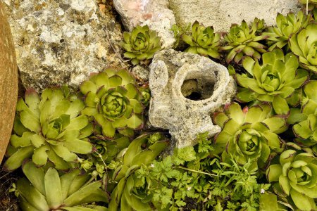 Foto de Bodegón natural con inmortelle (Sempervivum) y rocas texturizadas en el fondo. - Imagen libre de derechos