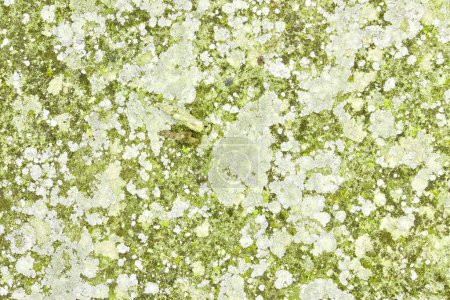 Photo for Soil with moss, lichens and other organic materials. - Royalty Free Image
