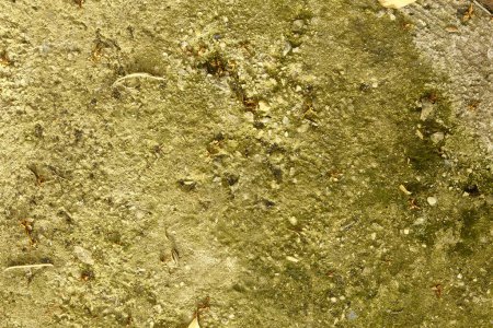 Foto de Suelo con hojas de olivo, musgo, líquenes y otras materias orgánicas. Textura natural enfoque en el fondo. - Imagen libre de derechos