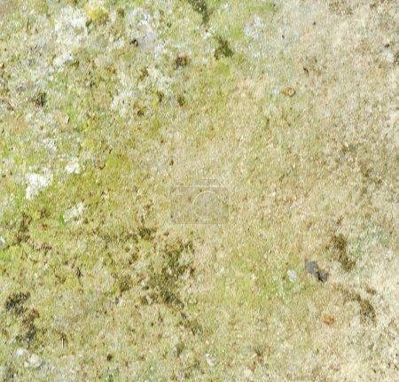 Sol contenant de la mousse, des lichens et d'autres matières organiques. Flou artistique.