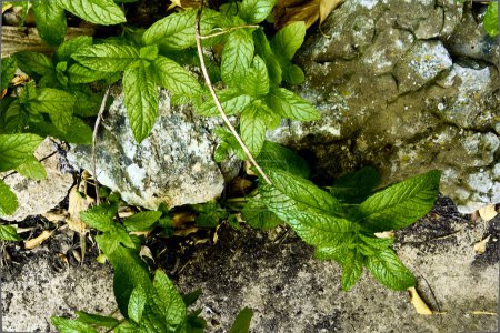 Foto de Menta verde (Mentha spicata) y piedras en el patio de una casa de pueblo. Plano de detalle en maceta de piedra. - Imagen libre de derechos