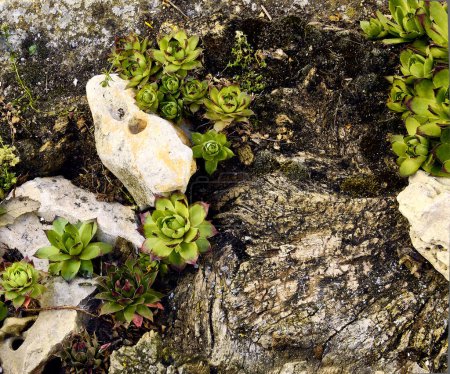 Photo for Trunk with lichens, stones and immortelles (Sempervivum) in the patio of a town house. Detail plan in stone planter with antique ornament. - Royalty Free Image