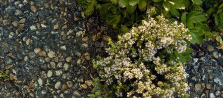 Foto de El tomillo silvestre (Thymus Vulgaris) en flor crece entre azulejos junto a los inmorteles (Sempervivum). Plan de detalle. - Imagen libre de derechos