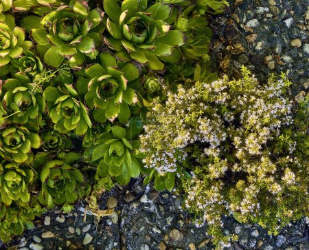 Téléchargez les photos : Le thym sauvage (Thymus Vulgaris) en fleur pousse entre les tuiles à côté des immortelles (Sempervivum). Plan détaillé. - en image libre de droit