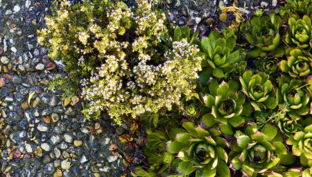 Wild thyme (Thymus Vulgaris) in flower grows between tiles next to immortelles (Sempervivum). Detail plan.