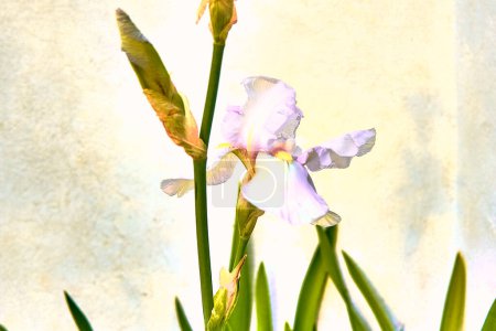 Téléchargez les photos : Lys (Iris) avec fond lumineux et texture lichen. Détail plan étroit avec flou artistique. - en image libre de droit