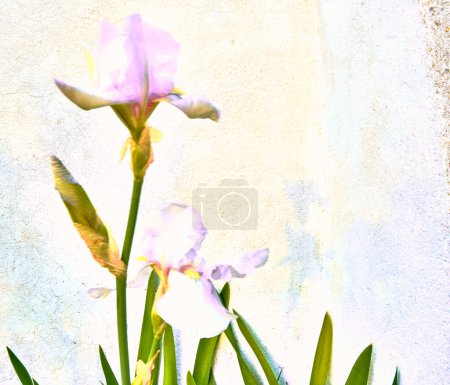 Téléchargez les photos : Lys (Iris) avec fond lumineux et texture lichen. Plan détaillé avec flou artistique. - en image libre de droit