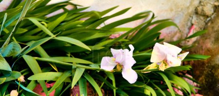 Foto de Lilies (Iris) with lichen texture. Detail plane. - Imagen libre de derechos