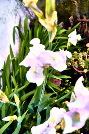 Lilies (Iris) with lichen texture. Detail plane with artistic blur.