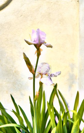 Lilies (Iris) with luminous background and lichen texture. Detail plane.