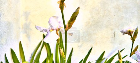 Lilies (Iris) with luminous background and lichen texture. Detail plane.