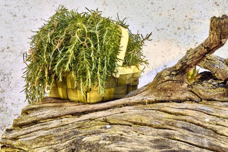 Téléchargez les photos : Coffre et paniers de romarin sauvage (Salvia rosmarinus) fraîchement cueillis et immortelles (Sempervivum) sur fond blanc. Textures lichens. - en image libre de droit