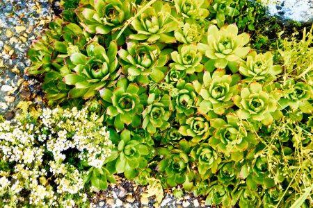 Wild thyme (Thymus Vulgaris) in flower and  immortelles (Sempervivum). Detail plan.
