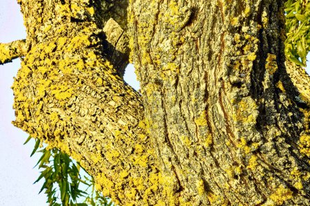 Téléchargez les photos : Un tronc d'amandier avec des lichens dans le patio d'une maison de ville. Plan détaillé. - en image libre de droit