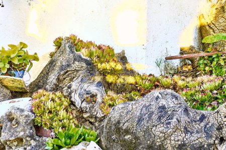 Foto de Maletero con líquenes, maceta con Kalanchoe e inmortelles (Sempervivum) en el patio de una casa de pueblo. Plano de detalle en maceta de piedra con adorno antiguo y fondo luminoso. - Imagen libre de derechos