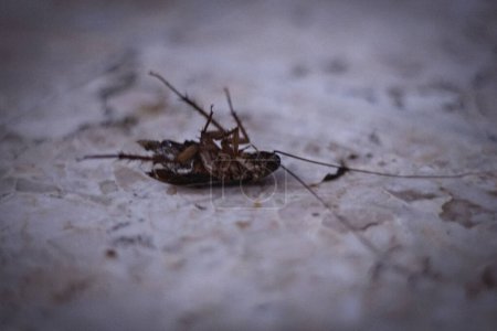 Cucaracha muerta aislada en el suelo
