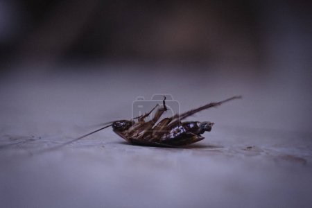 Tote Kakerlake isoliert auf dem Boden