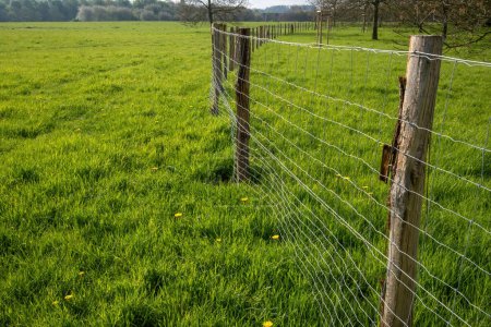 green grass and fence