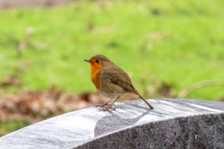 robin on a stone