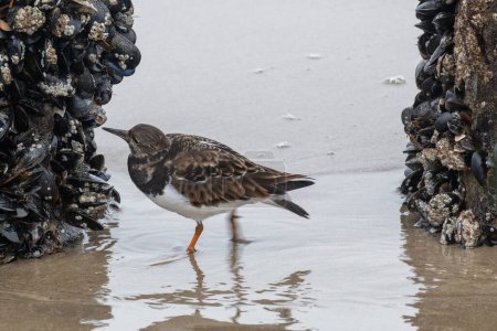Arenaria interprète l'alimentation des oiseaux en mer