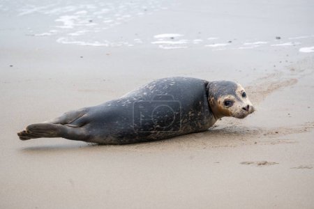 Junge Robbe am Strand von Westkapelle Zeeland Niederlande im Februar