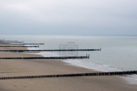 old wooden breakwaters on the north sea in Zeeland Netherlands