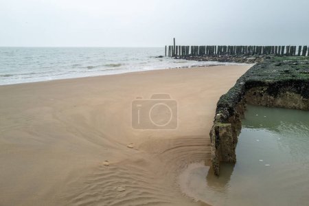 old wooden breakwaters on the north sea in Zeeland Netherlands