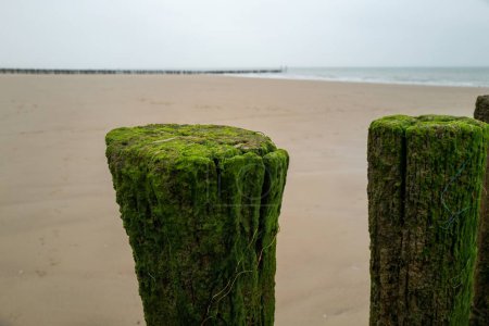 small mussels and algae on a wooden pole at the north sea