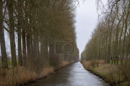 Canal con callejón de árboles en Flandes, Bélgica