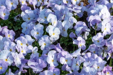 densely planted horned violets in spring