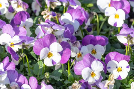 densely planted horned violets in spring