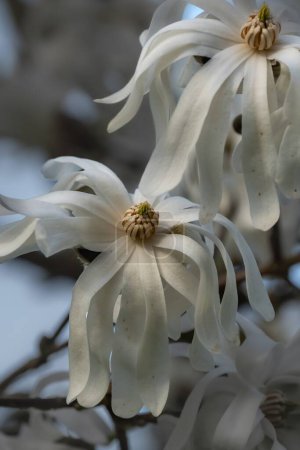 Photo for Beautiful blossoms of a white Magnolia stellata - Royalty Free Image