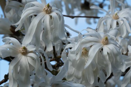 beautiful blossoms of a white Magnolia stellata