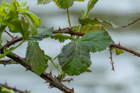 Téléchargez les photos : Vieil arbuste de mûres aux feuilles fraîches - en image libre de droit