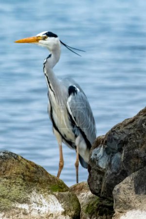 gray heron is looking to the sea