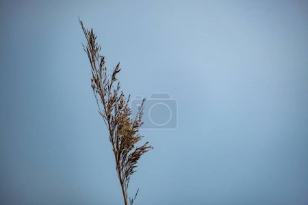 flor de caña de hierba canaria