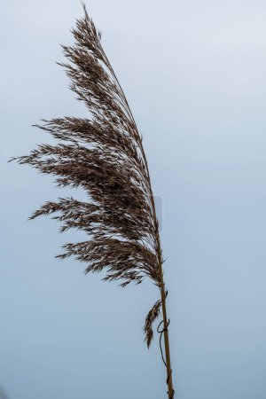 flower of reed canary grass
