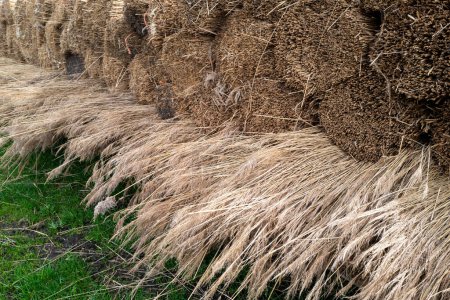 bundle of harvested reed canary grass