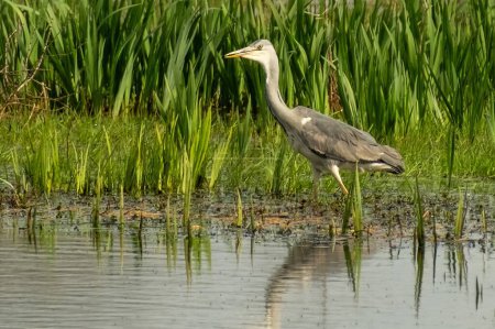 a gray heron in search of food