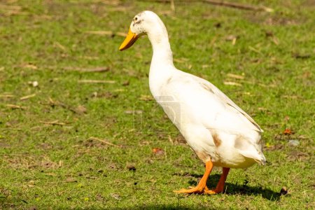 Indian running duck is on te move