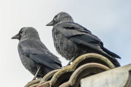 Photo for 2 jackdaws on the roof ridge - Royalty Free Image